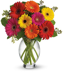 Gerbera Brights from Parkway Florist in Pittsburgh PA